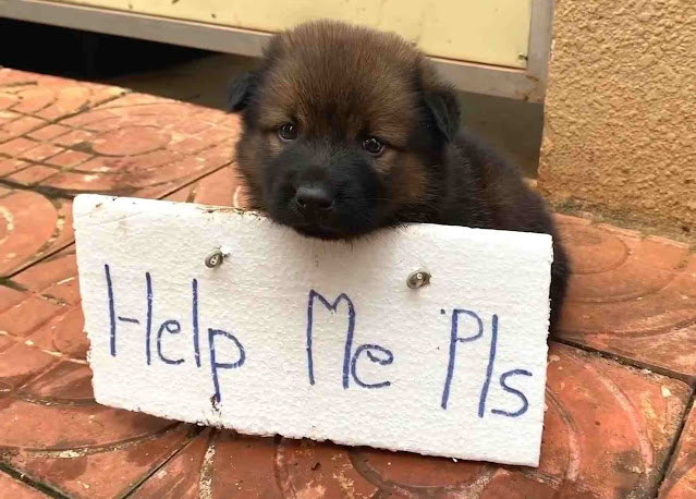 A forsaken pup desperately appeals for human aid, clutching a plea for rescue.