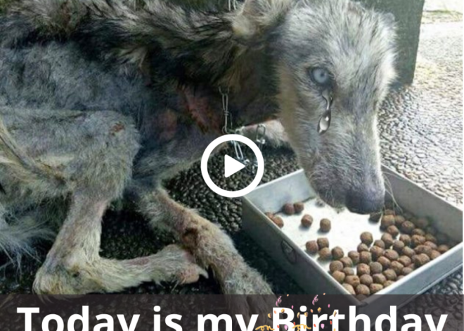 A Solitary Birthday: A Dog’s Story of Feeling Overlooked and Unappreciated