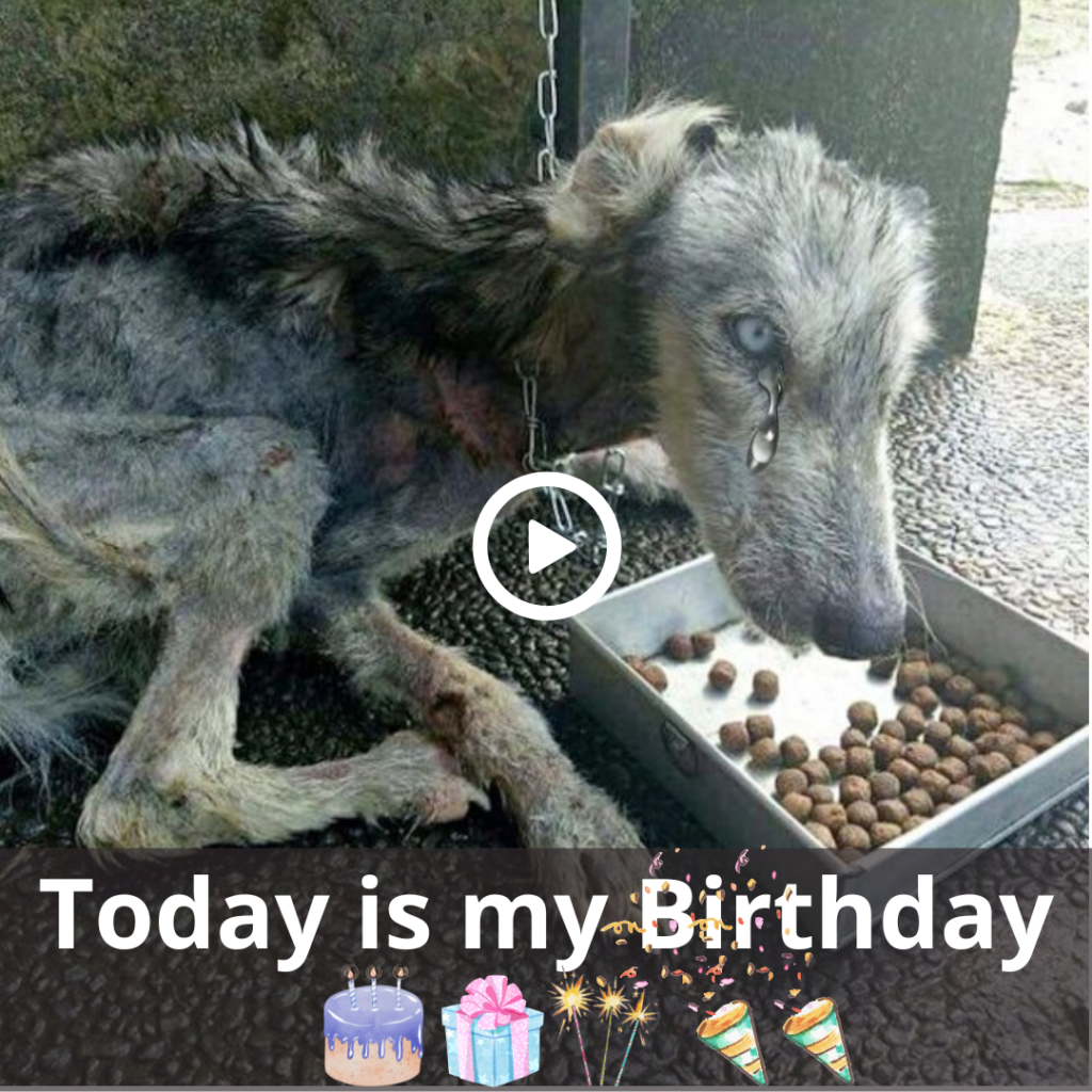 A Solitary Birthday: A Dog’s Story of Feeling Overlooked and Unappreciated