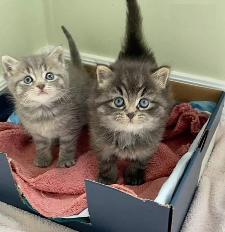 Never Missing a Beat: Two Outdoor Kittens Embark on a Joyful Journey to Cozy Laps