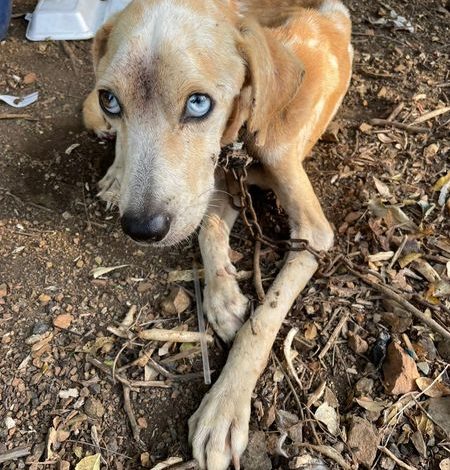 Loyal Dog Brought Food to Her Chained and Starving Beloved to Keep Him Alive