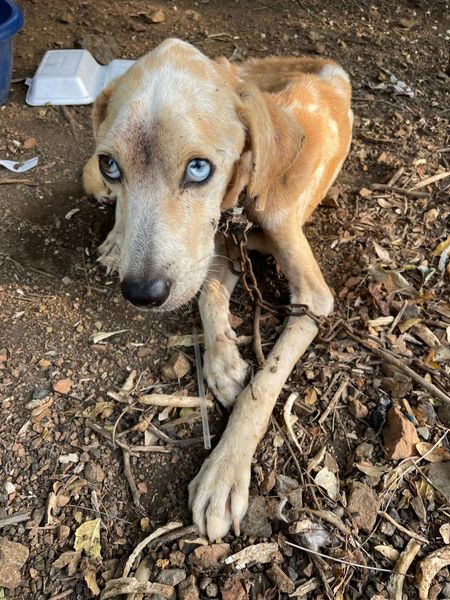 Loyal Dog Brought Food to Her Chained and Starving Beloved to Keep Him Alive