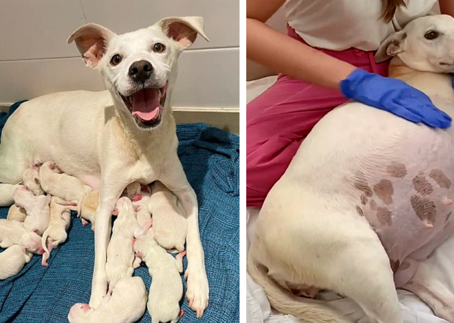 A pregnant dog, abandoned at the shelter at 9 weeks, delivered a heartwarming litter of 14 adorable puppies, symbolizing new beginnings and hope.