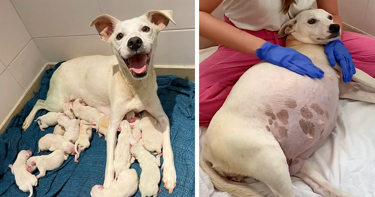 A pregnant dog, abandoned at the shelter at 9 weeks, delivered a heartwarming litter of 14 adorable puppies, symbolizing new beginnings and hope.