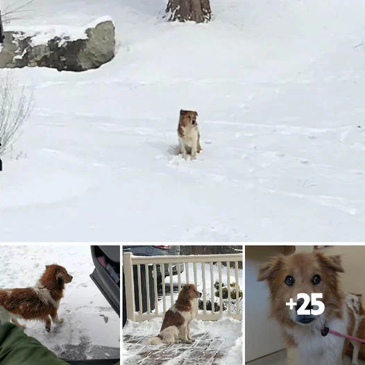 Devoted Dog Chases After Owner Despite Being Thrown from a Car, Ultimately Collapsing from Exhaustion