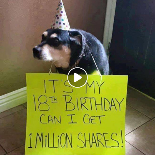 A Heartwarming Birthday Wish: Humble Dog Hopes for 1 Million Shares