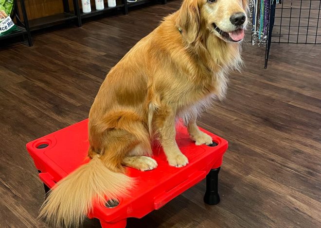 Unseen Happiness: A Touching Celebration for a Dog Whose Birthday Was Forgotten, Surprisingly Marked with Love and Kindness.