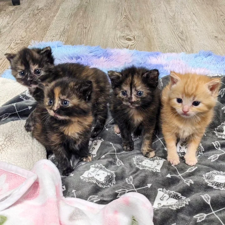 Small Lives Transformed: The Power of Kindness in Giving Four Lost Kittens a Loving Home