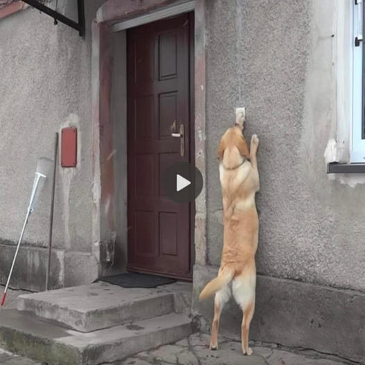 A dog named Lord, lost for over 5 months, touched millions when he returned home, ringing the doorbell in hopeful anticipation of a warm welcome