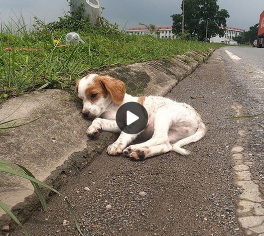 Struggling to Rescue Injured Street Dog: A Puppy in Desperate Need of a New Home and a Caring Owner