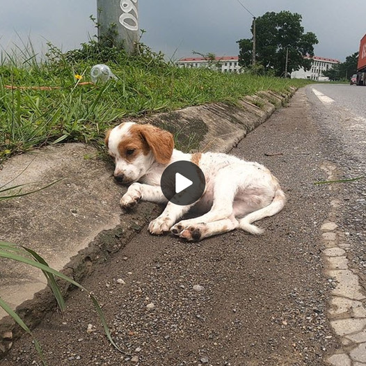 Struggling to Rescue Injured Street Dog: A Puppy in Desperate Need of a New Home and a Caring Owner