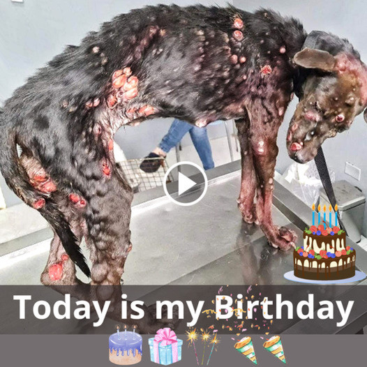 A Birthday Story: The Heartwarming Journey of a Lonely Street Dog Clinging to Hope for a Brighter Future