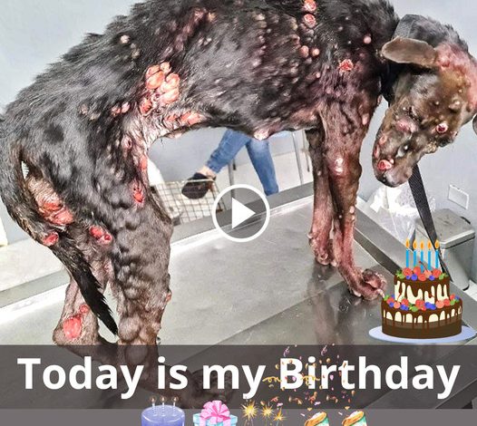 A Birthday Story: The Hopeful Journey of a Lonely Street Dog