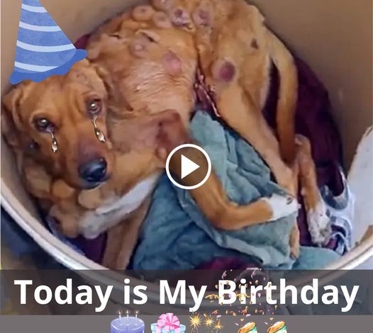 Forgotten and Fatigued: A Stray Dog’s Birthday Dream