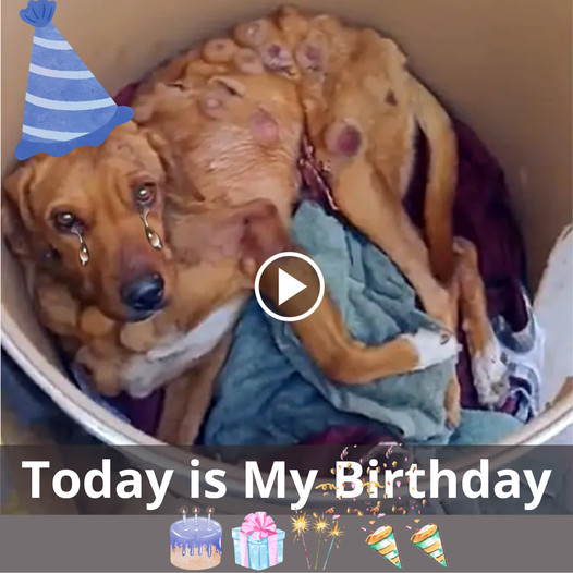 Forgotten and Fatigued: A Stray Dog’s Birthday Dream