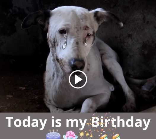 A Heartwarming Tale: A Dog’s Birthday Wish for 1 Million Shares