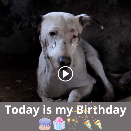 A Heartwarming Tale: A Dog’s Birthday Wish for 1 Million Shares