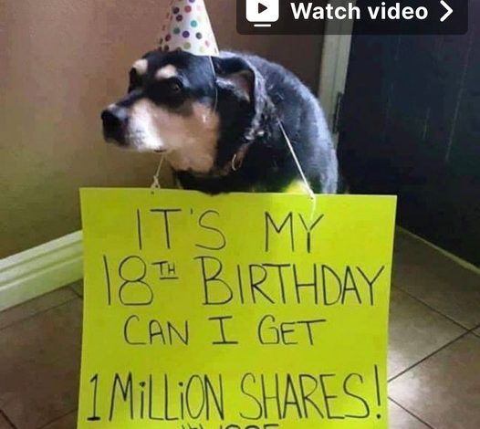 A Heartwarming Dog’s Birthday: Humble Pooch Hopes for 1 Million Shares as a Gift