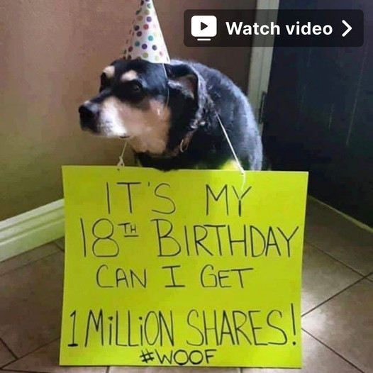 A Heartwarming Dog’s Birthday: Humble Pooch Hopes for 1 Million Shares as a Gift