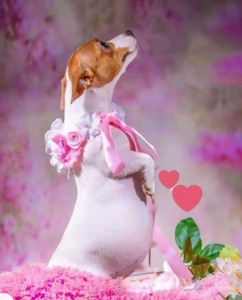 Adorable Beagle Captivates Millions with Enchanting Maternity Photoshoot