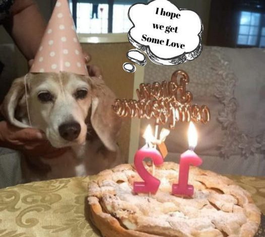 Wishing Our Cherished Pup a Joyous 12th Birthday!