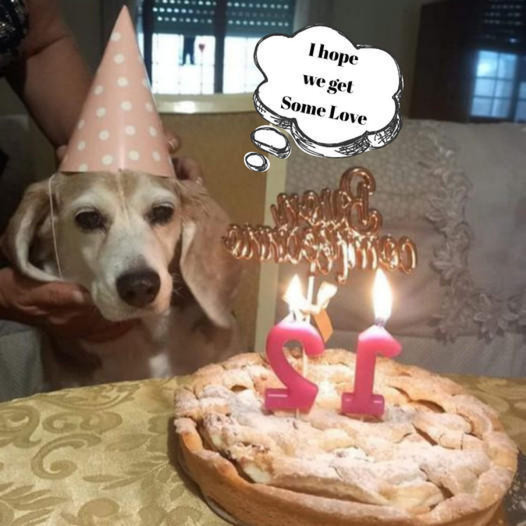 Wishing Our Cherished Pup a Joyous 12th Birthday!