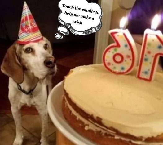 Happy 16th Birthday to Our Cherished Beagle