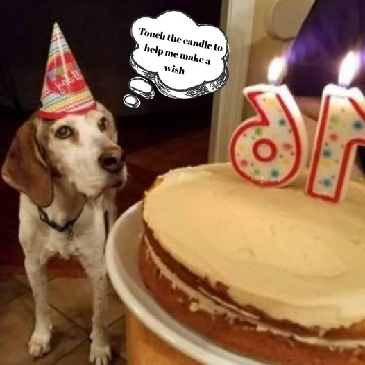 Happy 16th Birthday to Our Cherished Beagle