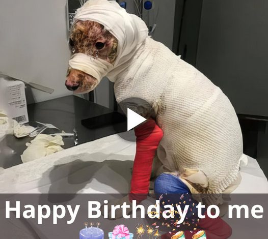 A Birthday Celebration: The Inspiring Story of a Dog’s Quick Rescue and Remarkable Recovery