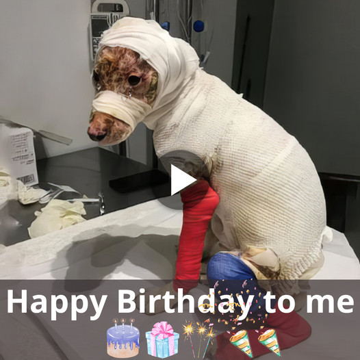 A Birthday Celebration: The Inspiring Story of a Dog’s Quick Rescue and Remarkable Recovery