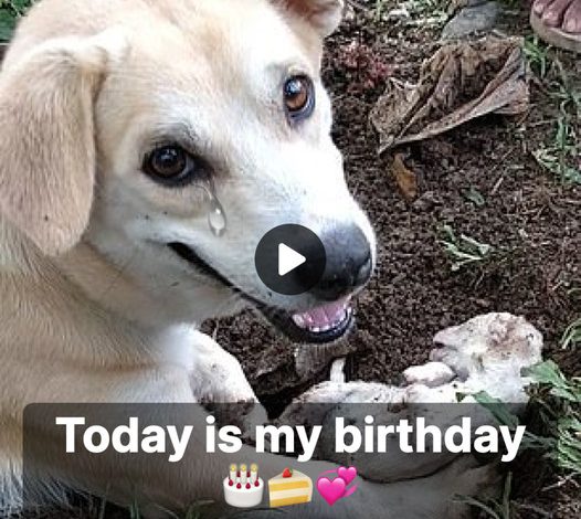 A Mother Dog’s Grief: Losing Her Sole Pup on Her Birthday