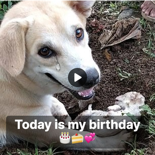 A Mother Dog’s Grief: Losing Her Sole Pup on Her Birthday