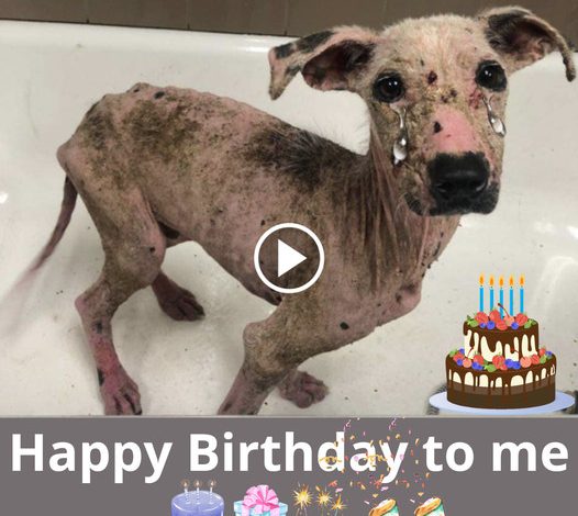 A Touching Birthday Tribute to a Forsaken, Hopeful Dog