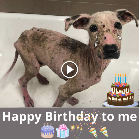 A Touching Birthday Tribute to a Forsaken, Hopeful Dog