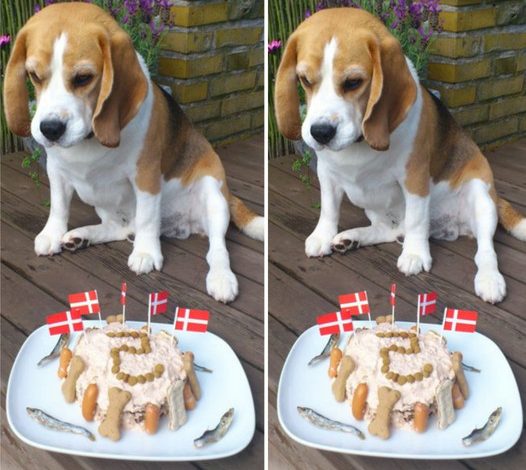 Honoring a Beagle’s Fifth Birthday: A Joyful Milestone