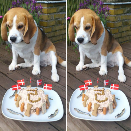 Honoring a Beagle’s Fifth Birthday: A Joyful Milestone