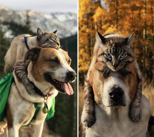 The Unusual Friendship: A Cat’s Affection for Perching on a Beagle’s Head