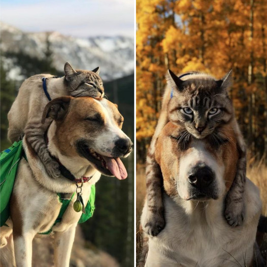 The Unusual Friendship: A Cat’s Affection for Perching on a Beagle’s Head