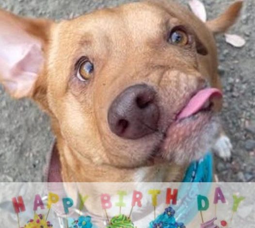 Two Adorable Dogs with Severe Facial Deformities Form an Inseparable Bond, Becoming the Closest of Friends Despite Their Challenges