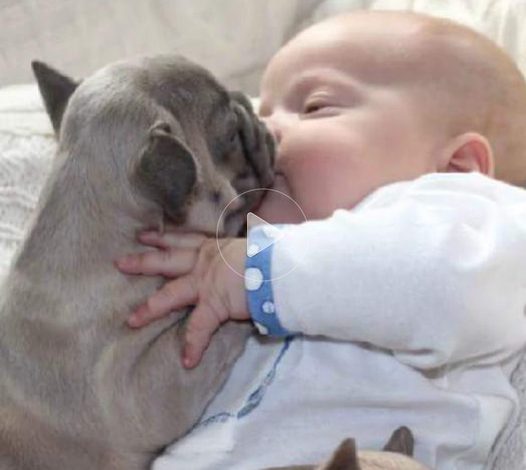 Small Hearts, Unbreakable Bonds: The Touching Tale of Newborn Puppies and Their Young Caretakers