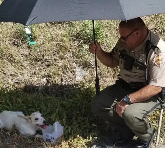 A Hero’s Compassion: A Heartwarming Rescue on a Scorching Summer Afternoon