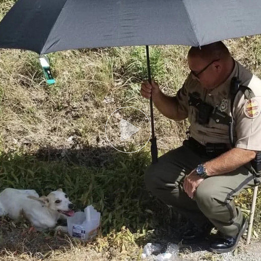 A Hero’s Compassion: A Heartwarming Rescue on a Scorching Summer Afternoon