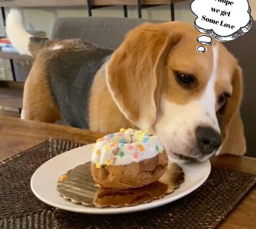 Happy Birthday, Oliver: Celebrating Our Beloved Beagle!