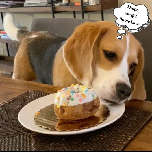 Happy Birthday, Oliver: Celebrating Our Beloved Beagle!