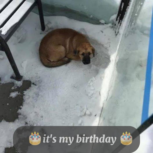 Dog Freezing at Bus Shelter Rescued by Quick-Acting Transit Workers!