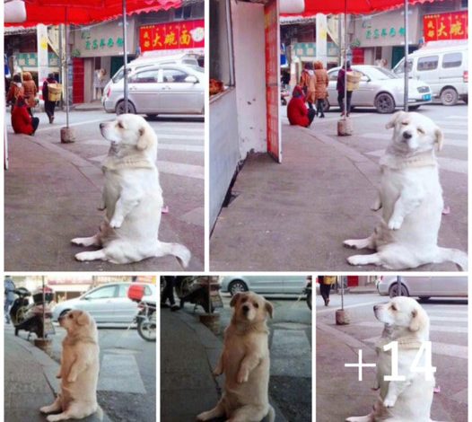 A heartwarming moment unfolds as a small, short-legged dog captures hearts with its patient wait at a fried chicken stall, radiating an endearing and hopeful demeanor.