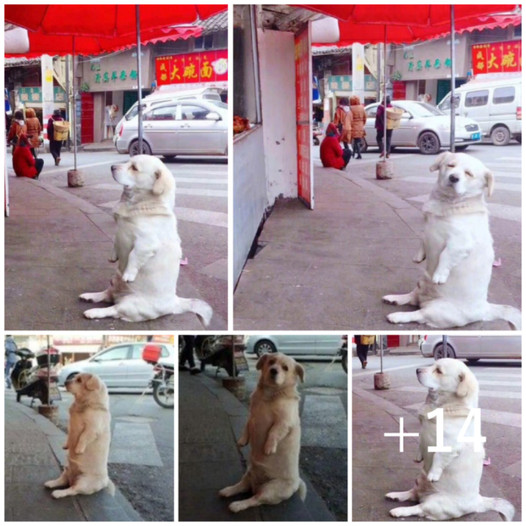 A heartwarming moment unfolds as a small, short-legged dog captures hearts with its patient wait at a fried chicken stall, radiating an endearing and hopeful demeanor.