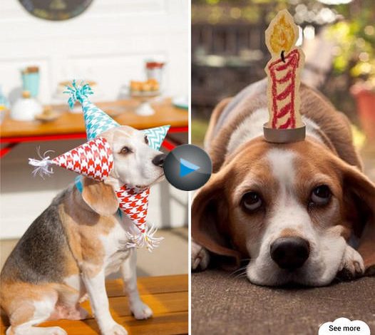 Brighten Up, Birthday Beagle!