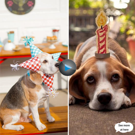 Brighten Up, Birthday Beagle!