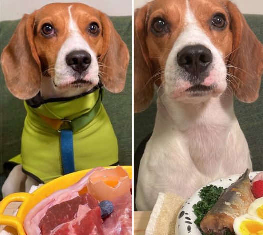 ASMR: Beagle Enjoying Raw Food